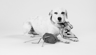 doggy-bw