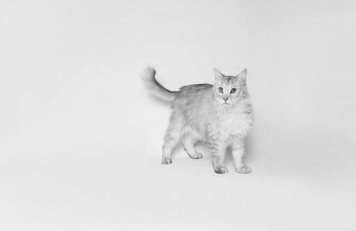 Cat4BW_mini