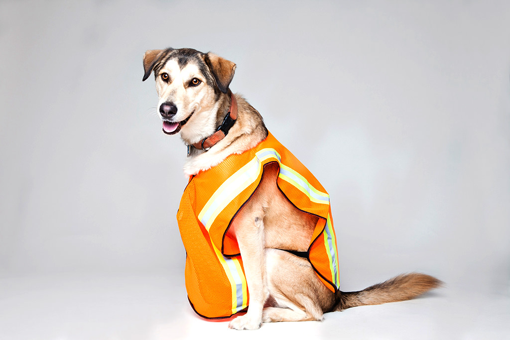 Dog3_mini