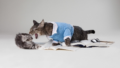cats