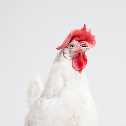 cock