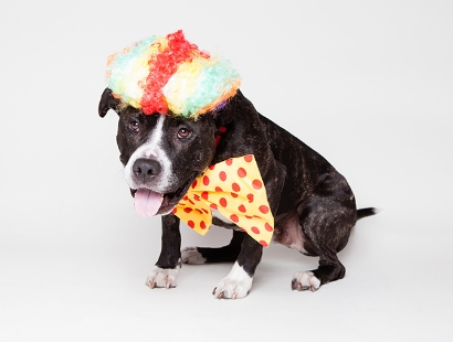 dog