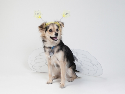 dog2