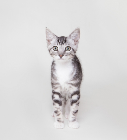 kitty