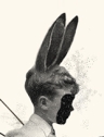rabbit